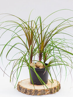 Ponytail Palm