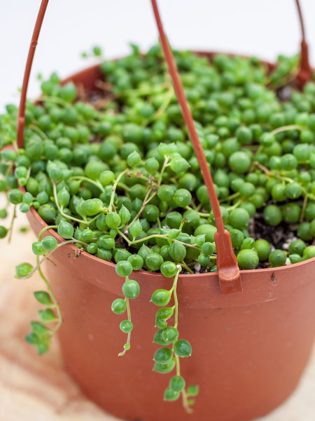 Dutch Growers String of Pearls