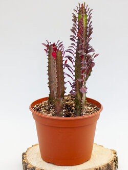 Euphorbia