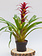 Bromeliad 6"