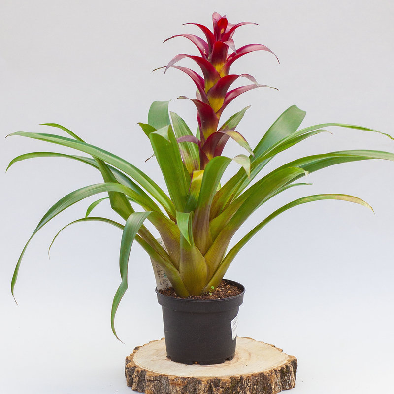 Bromeliad 6"