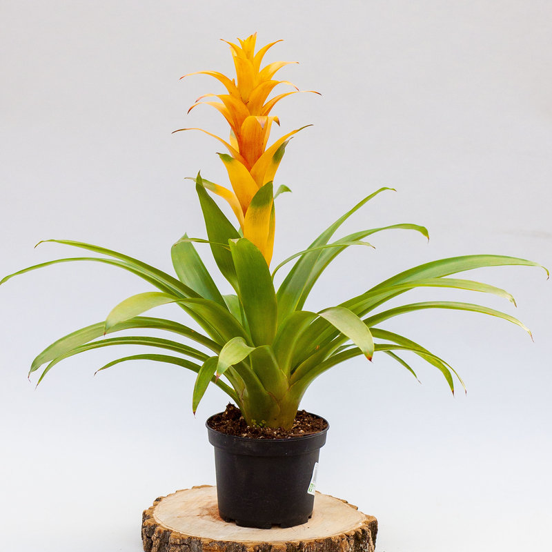 Bromeliad 6"