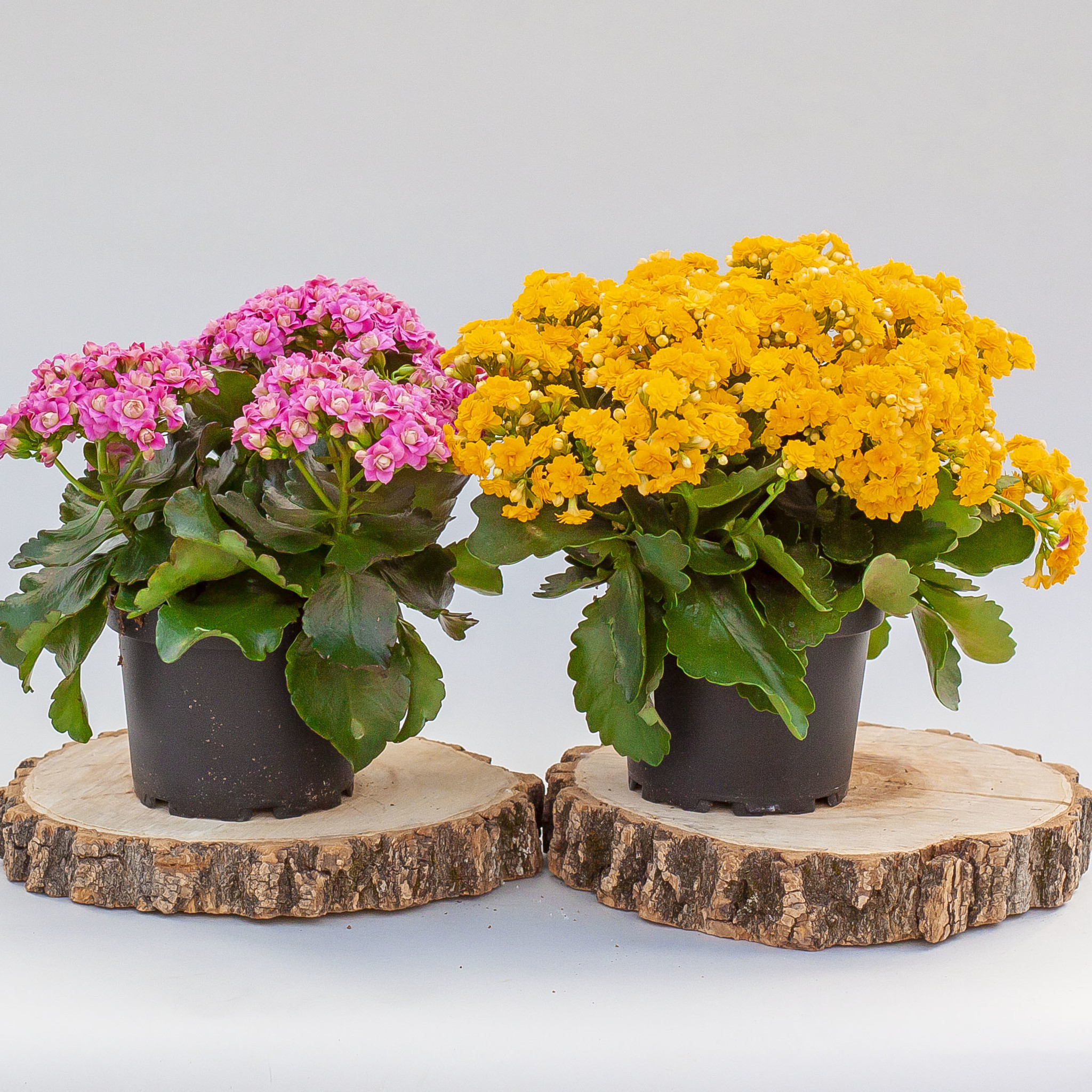 Kalanchoe