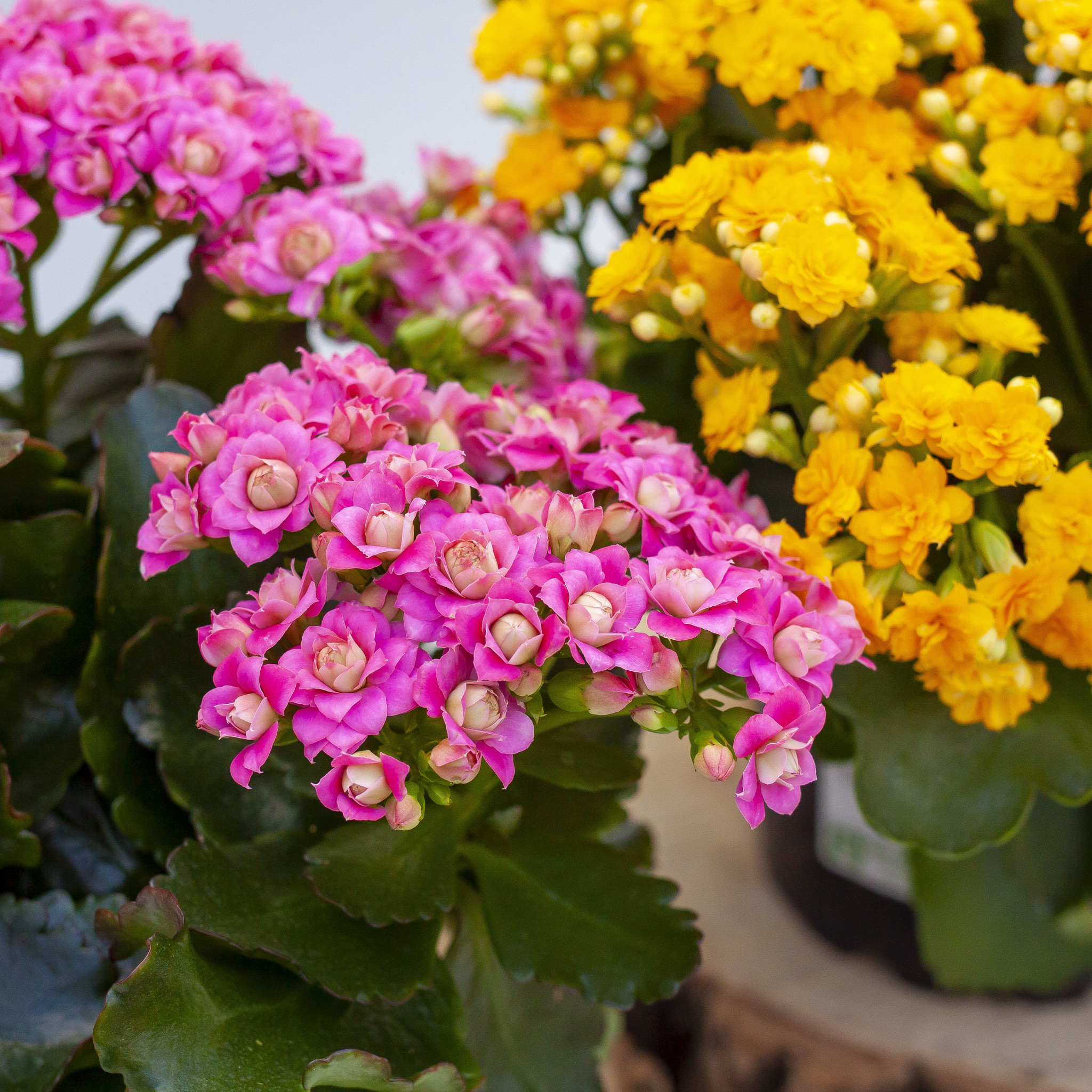 Kalanchoe