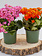 Kalanchoe