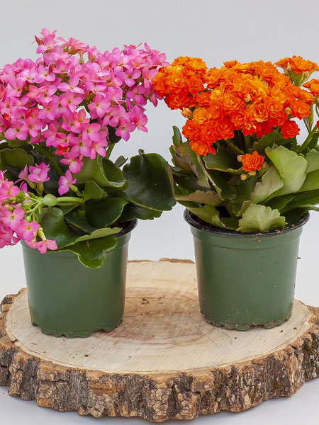 Kalanchoe