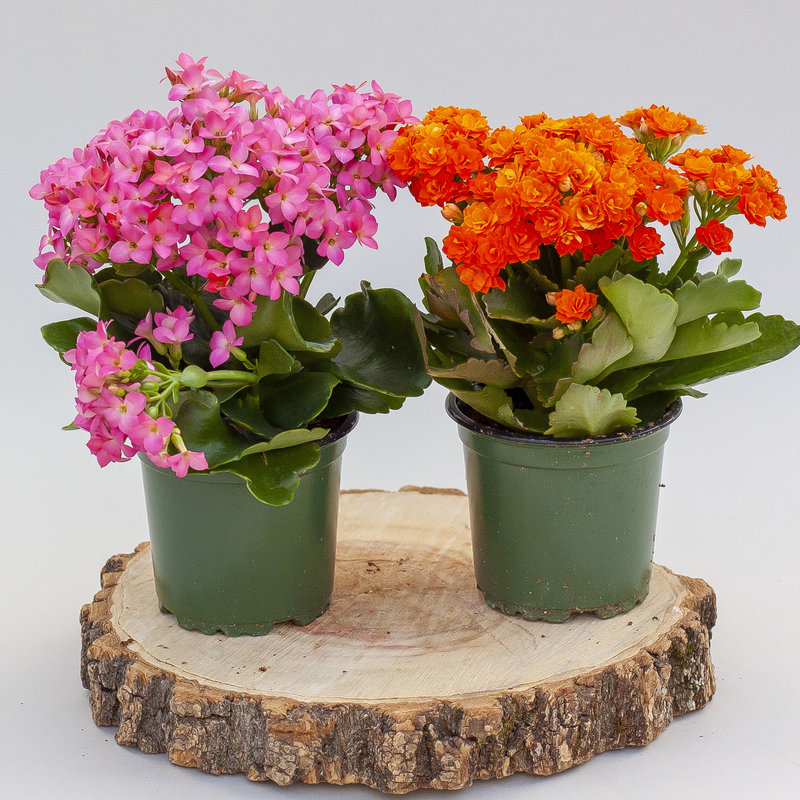 Kalanchoe