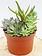 Succulent Mixture