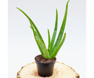 anthurium dressleri Anthurium Dressleri x Black Diamond – Plantamani Plants