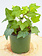 English Ivy Green