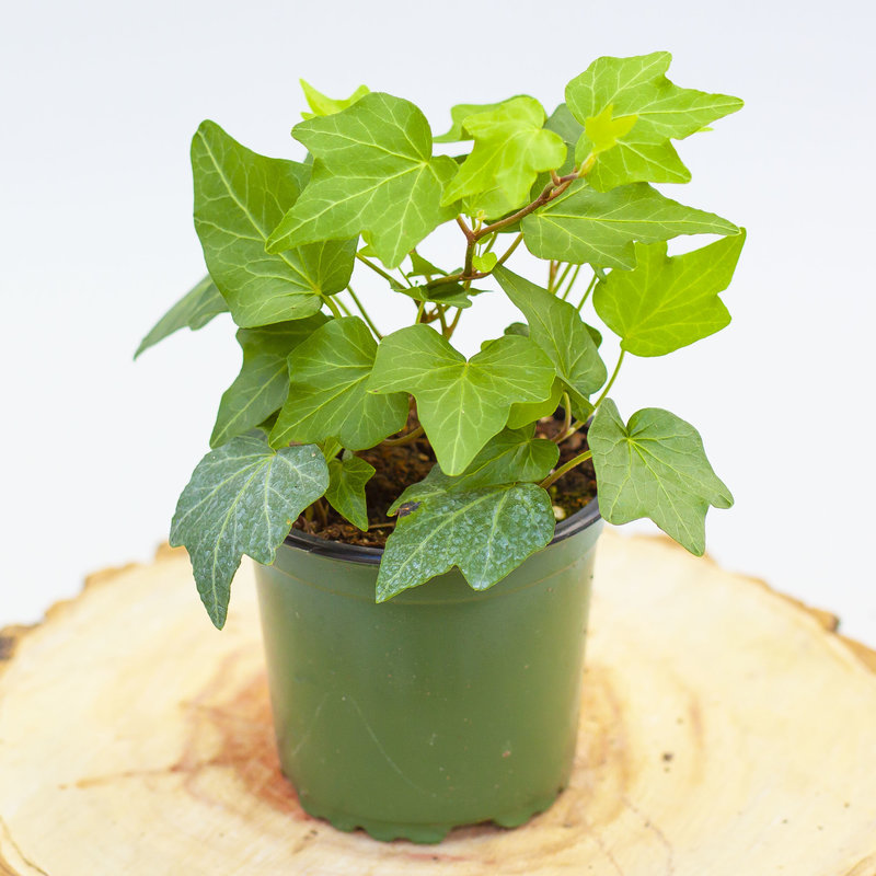 English Ivy Green