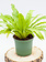 Fern Birds Nest