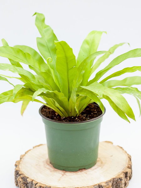 Fern Birds Nest
