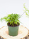 Fern Plumosa 4"