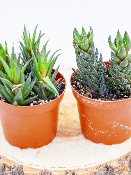 Dutch Growers Haworthia