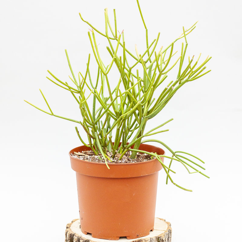 Premium Cactus - Dutch Growers Saskatoon Premium Cactus - Dutch Growers Saskatoon