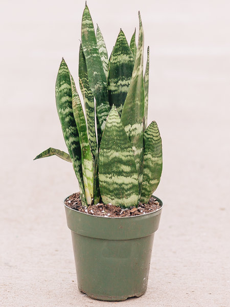 Dutch Growers Snake Plant Black Coral
