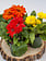 Gerbera Daisy