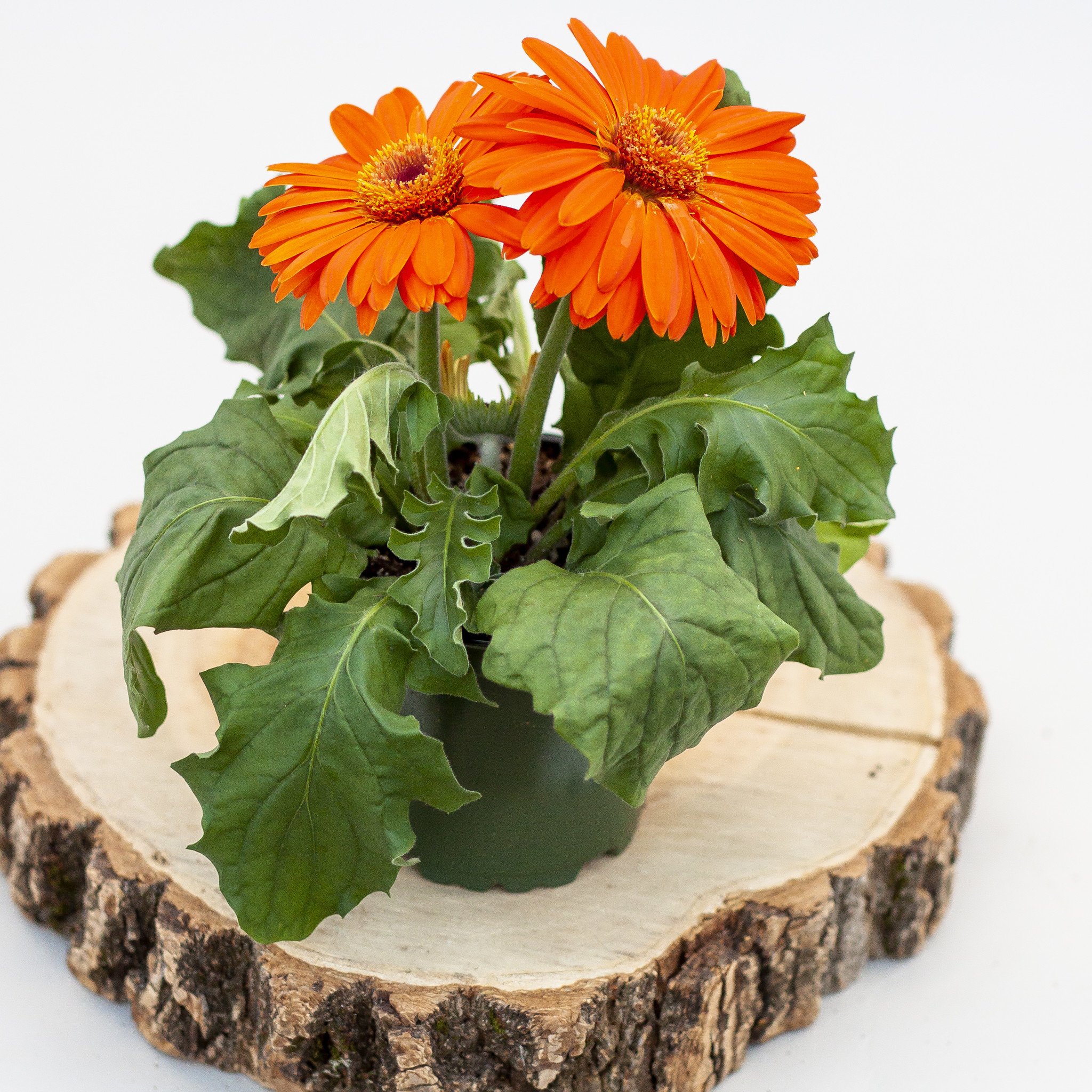 Gerbera Daisy