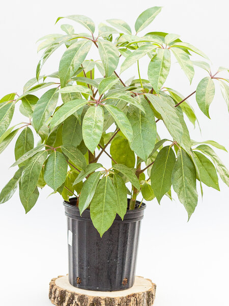 Umbrella Plant