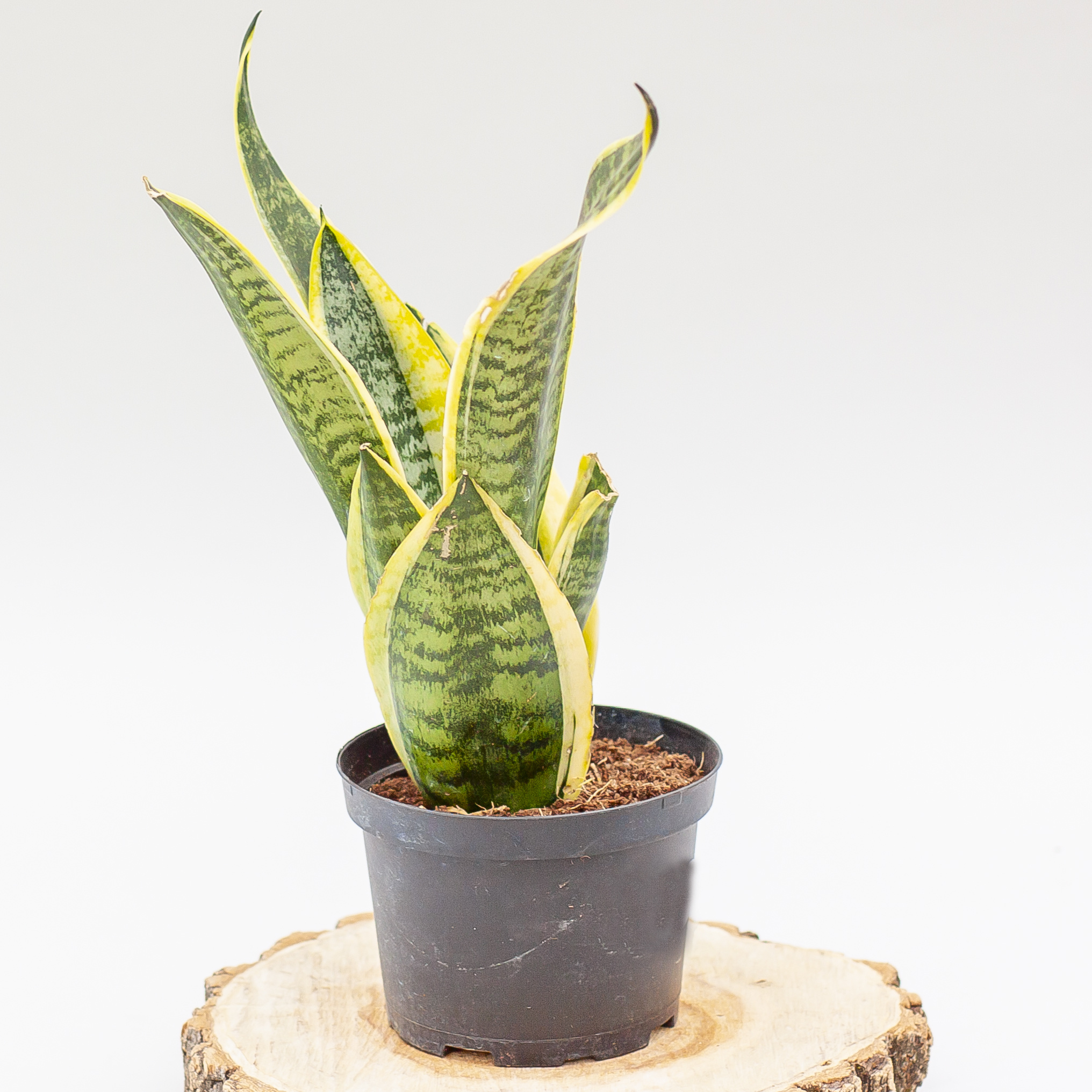 Snake Plant Laurentii