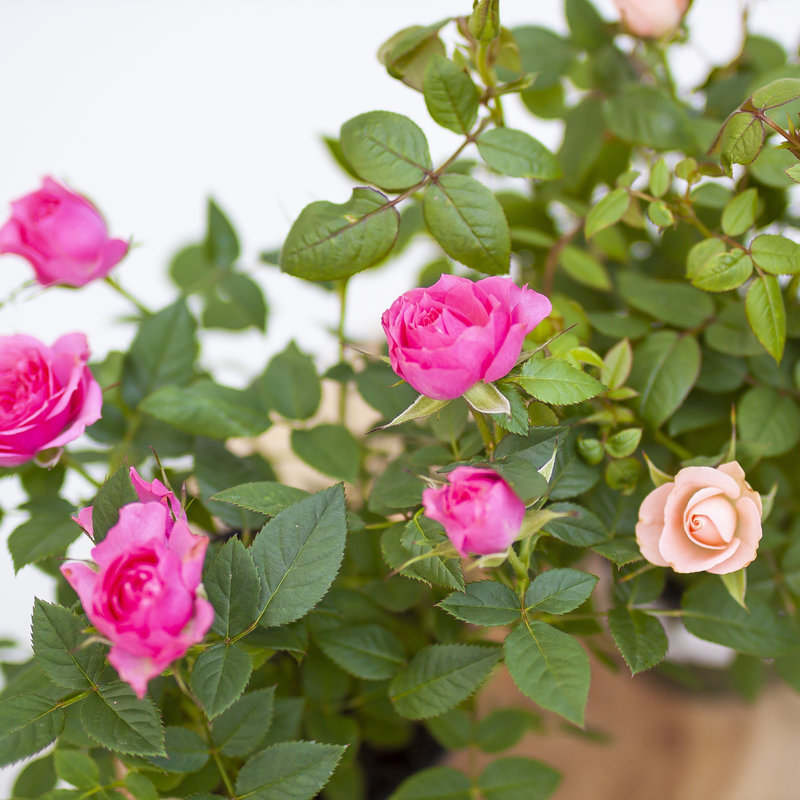 4" Mini Rose