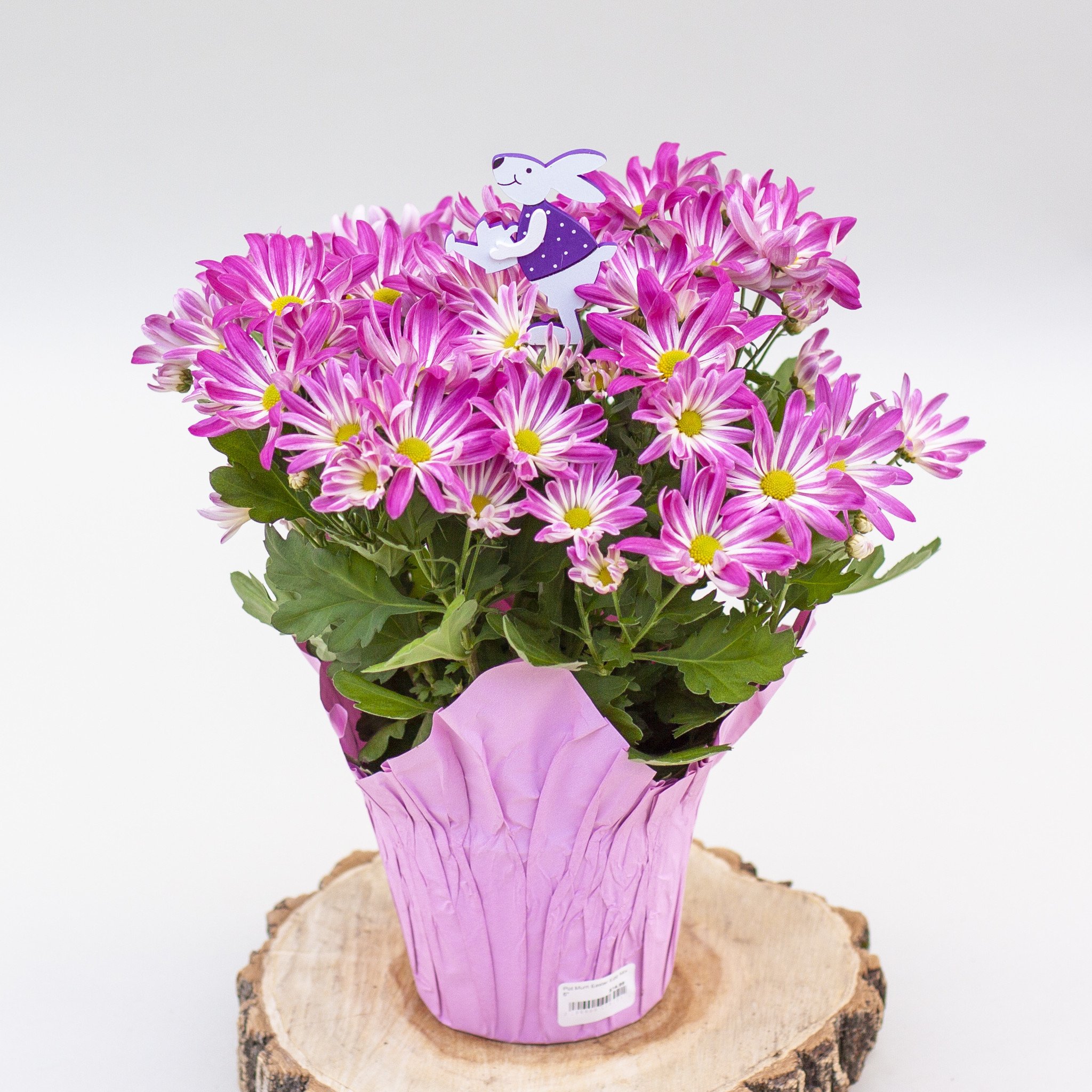 Pot Mum Easter Egg Mix 6"