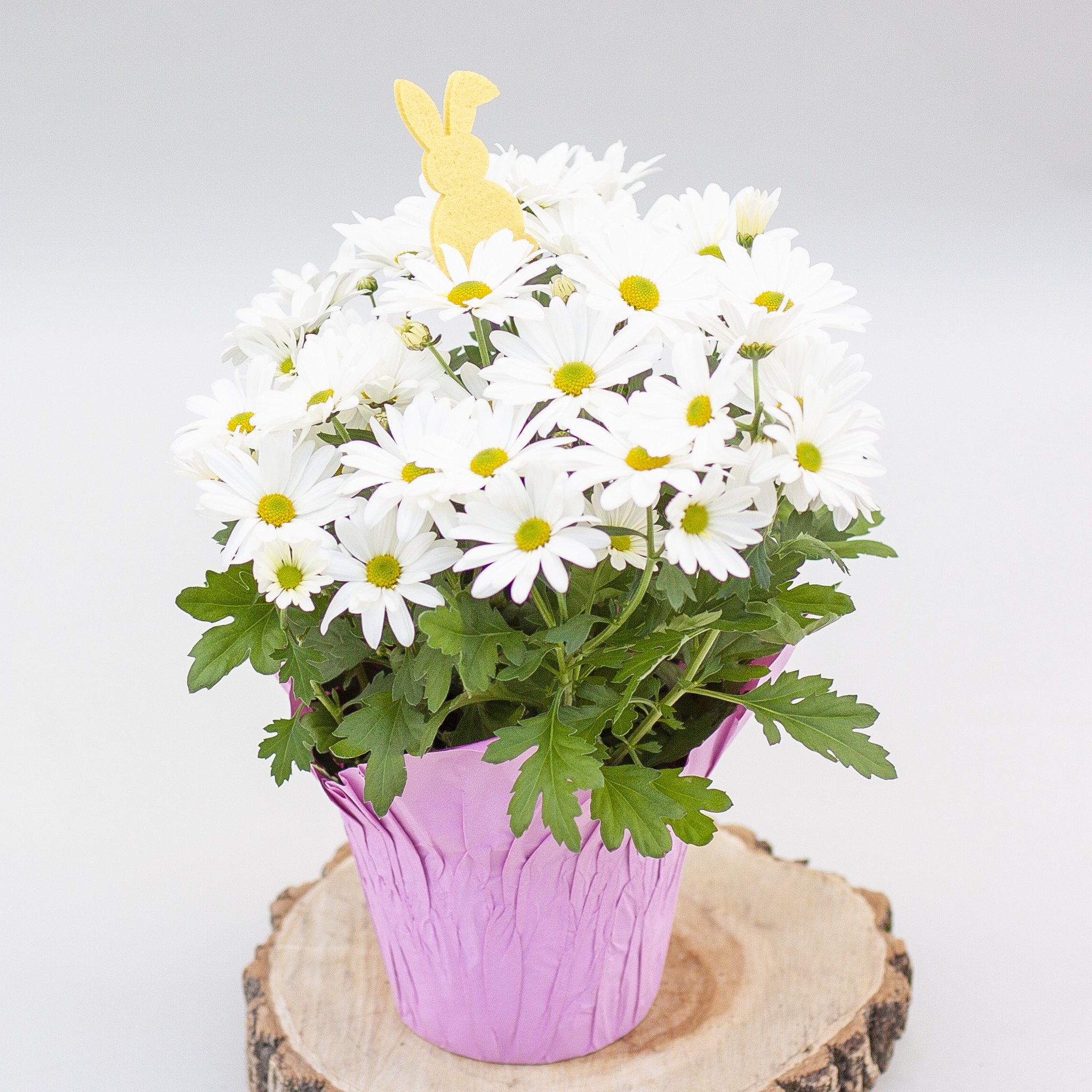 Pot Mum Easter Egg Mix 6"