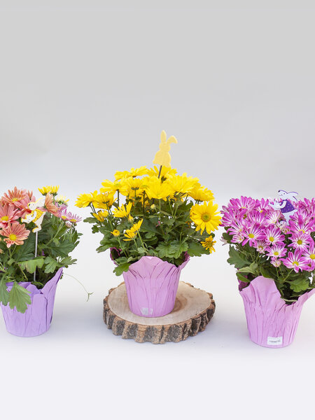 Pot Mum Easter Egg Mix 6"