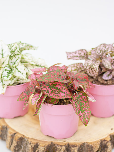 Polka Dot Plant