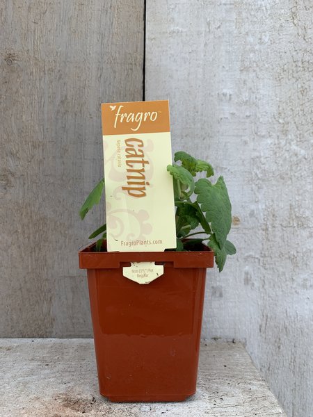 Fragro Catnip 3.5" Herb