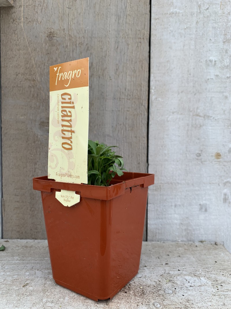 Fragro Cilantro 3.5" Herb
