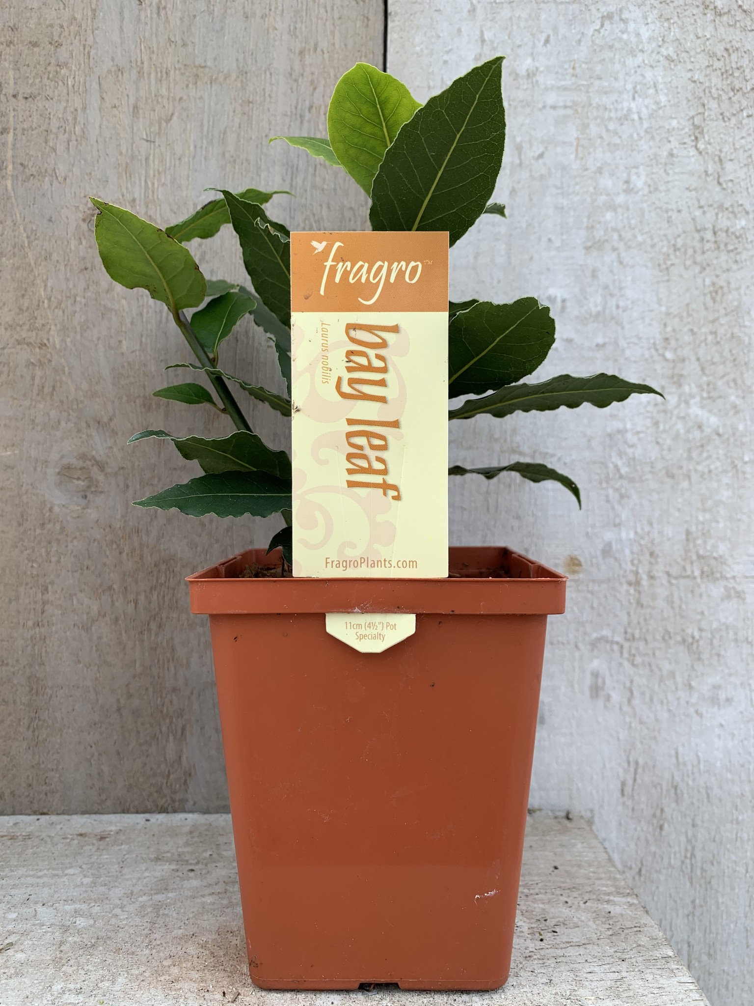 Fragro Bay Leaf 4.5" Specialty Herb