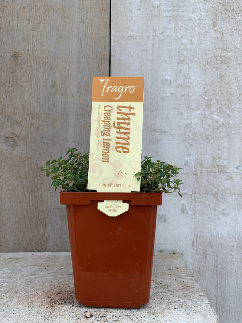 Fragro Thyme Creeping Lemon 3.5" Herb