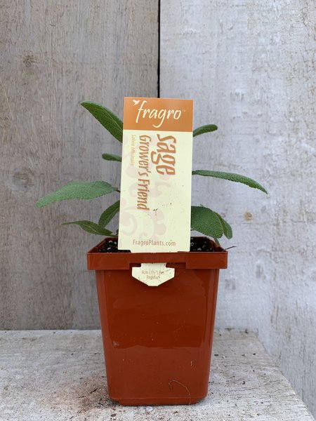 Fragro Sage Grower's Friend 3.5" Herb