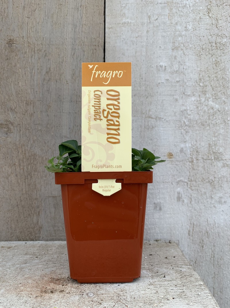 Fragro Oregano Compact 3.5" Herb