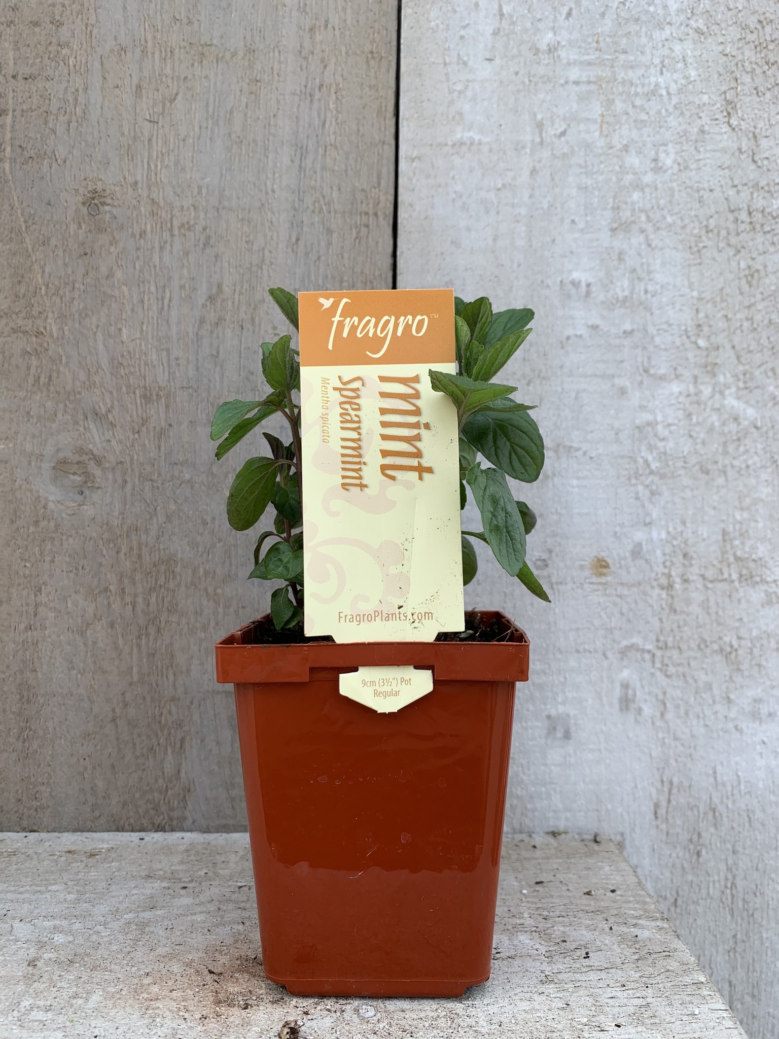 Fragro Mint Spearmint 3.5" Herb