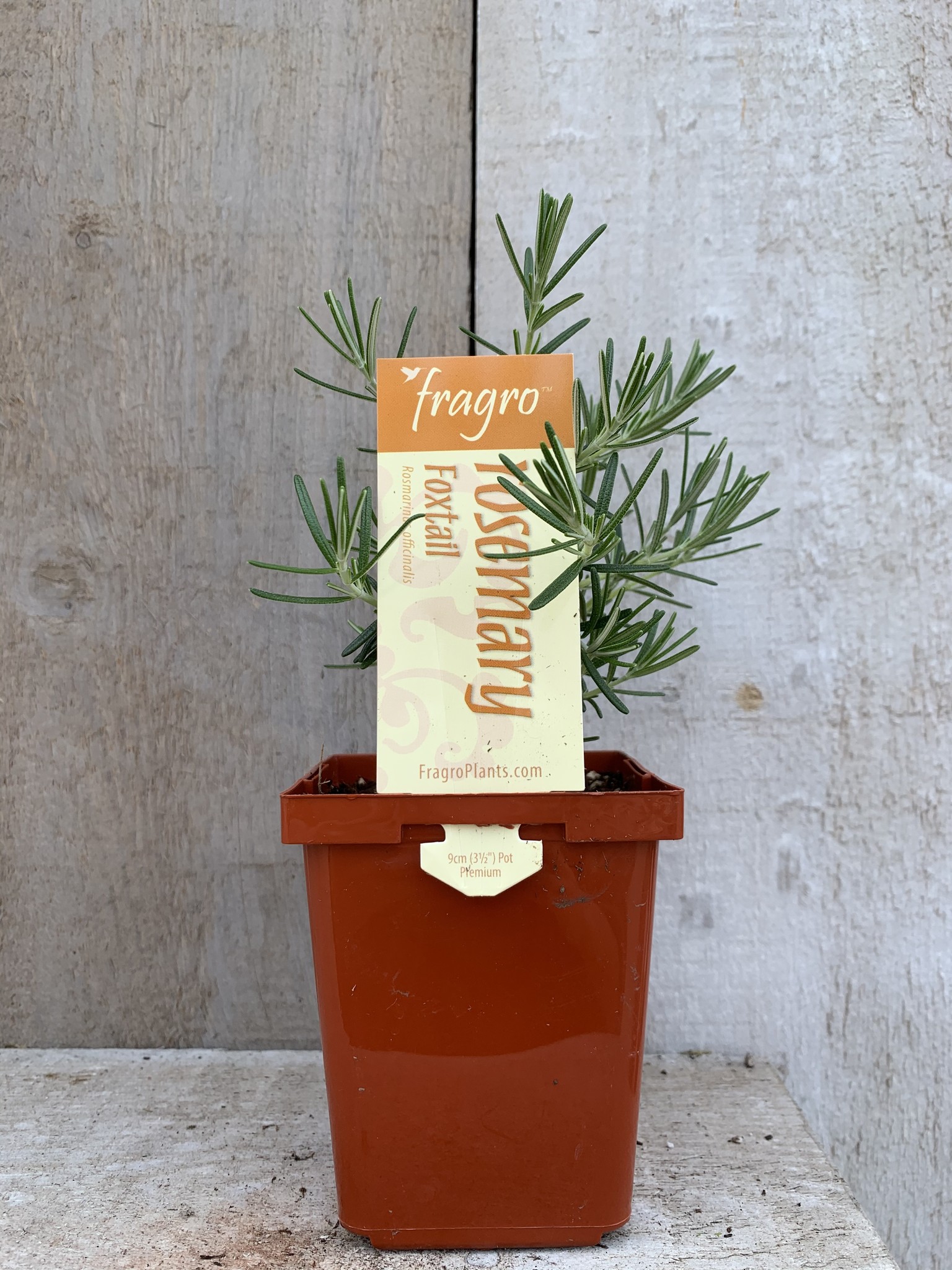 Fragro Rosemary Foxtail 3.5" Premium Herb