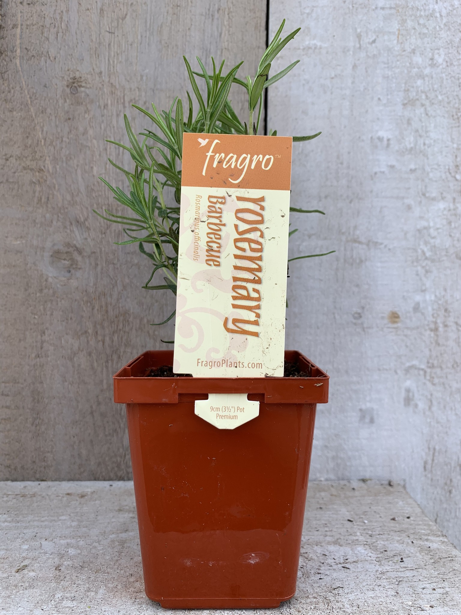 Fragro Rosemary Barbecue 3.5" Premium Herb
