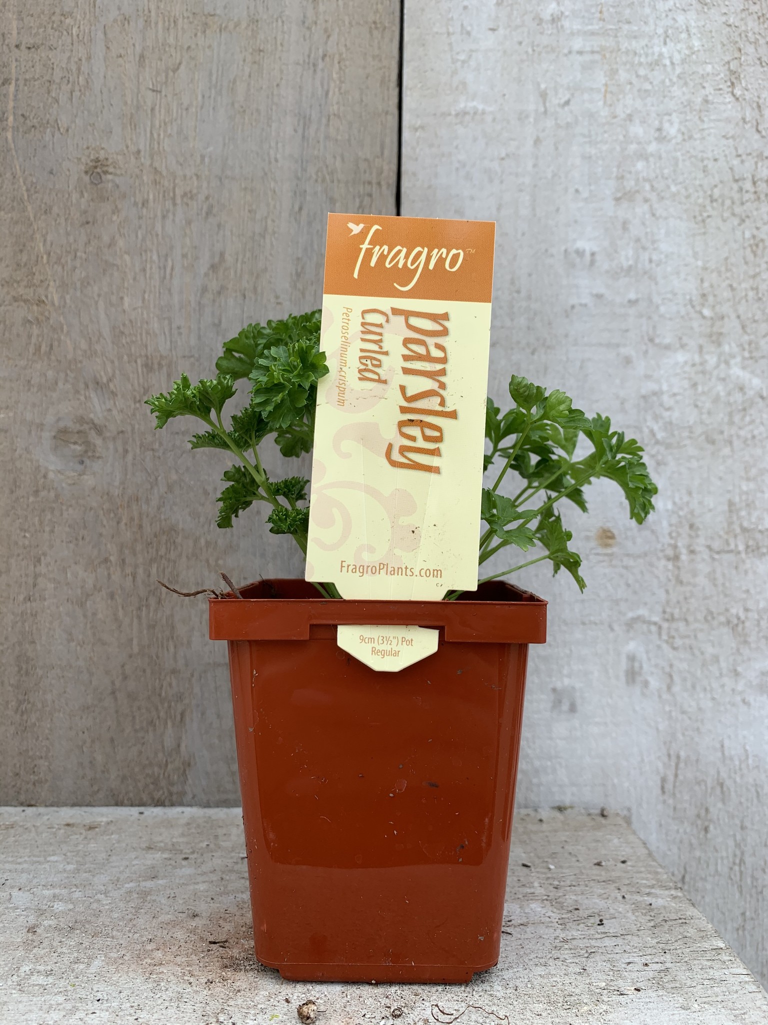 Fragro Parsley Curled 3.5" Herb