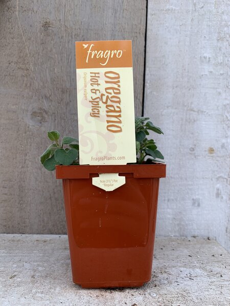 Fragro Oregano Hot & Spicy 3.5" Herb