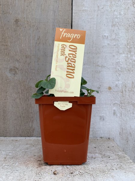 Fragro Oregano Greek 3.5" Herb
