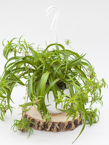 Spider Plant Hanging Basket