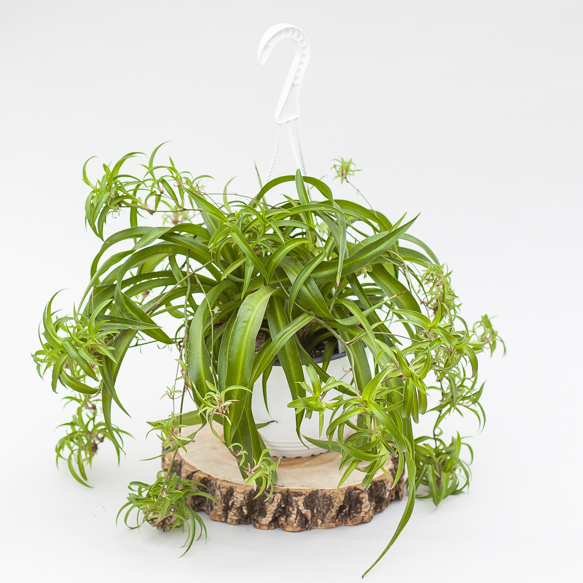 Dutch Growers Spider Plant Hanging Basket