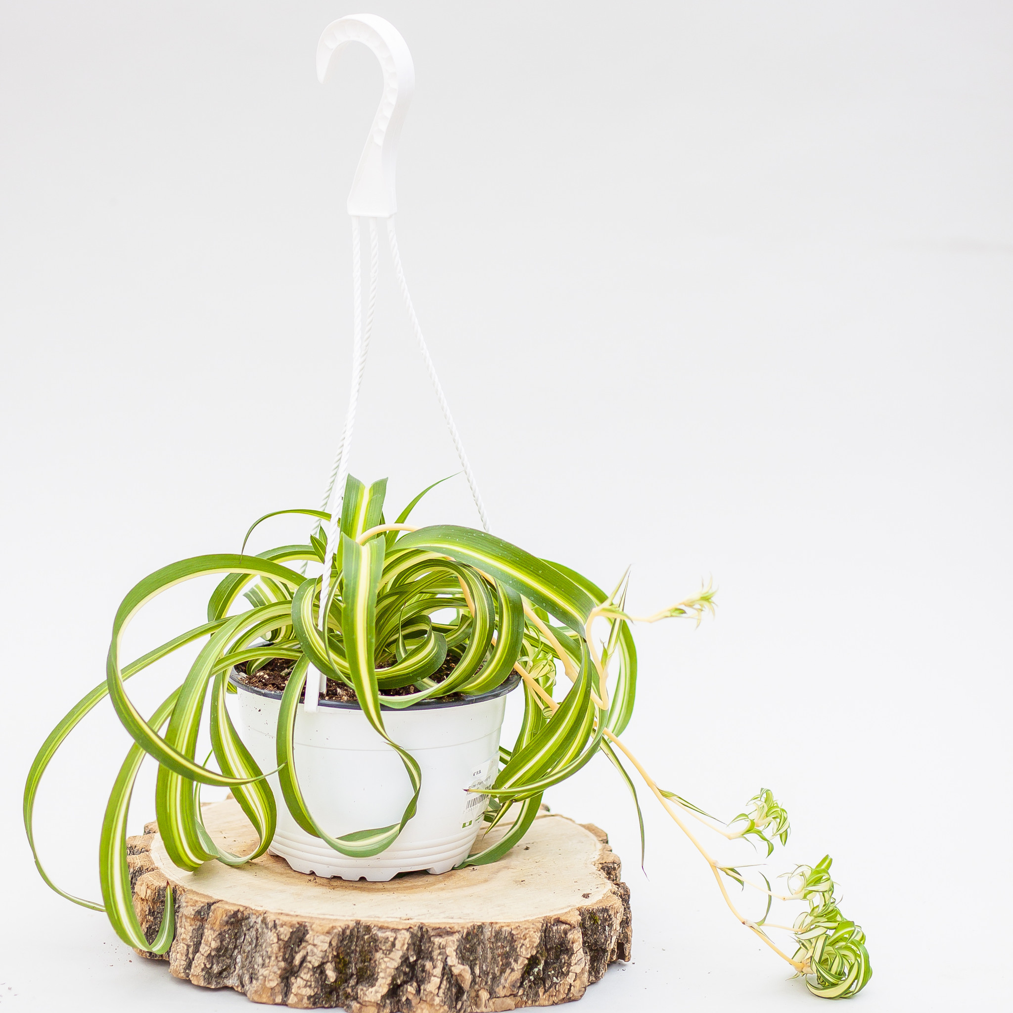 Spider Plant Hanging Basket