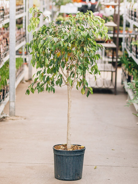 Ficus Benjamina