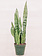 Snake Plant Zeylanica