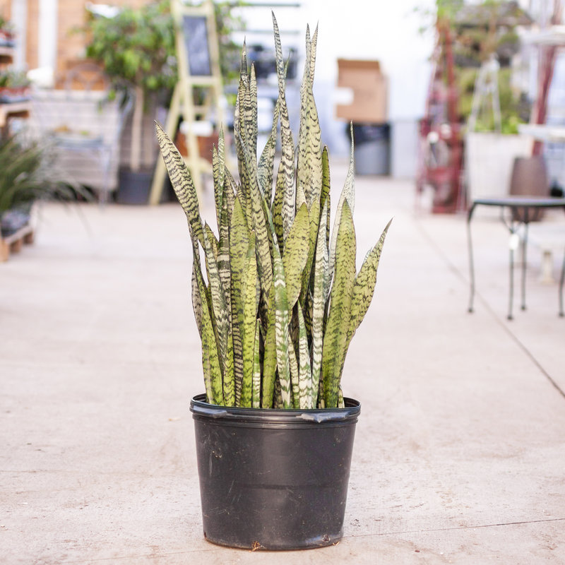 Snake Plant Zeylanica