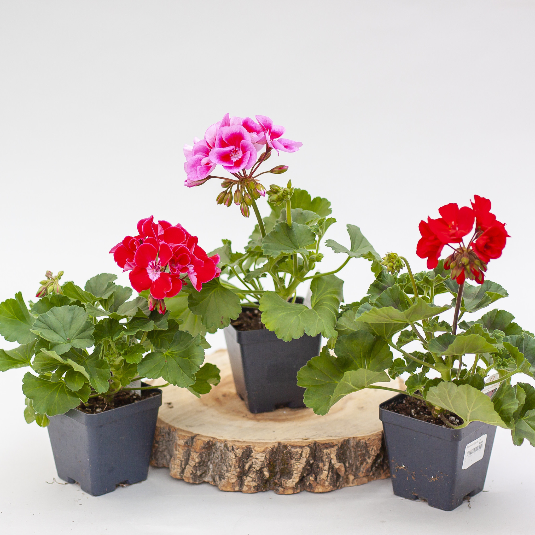 Geranium Zonal