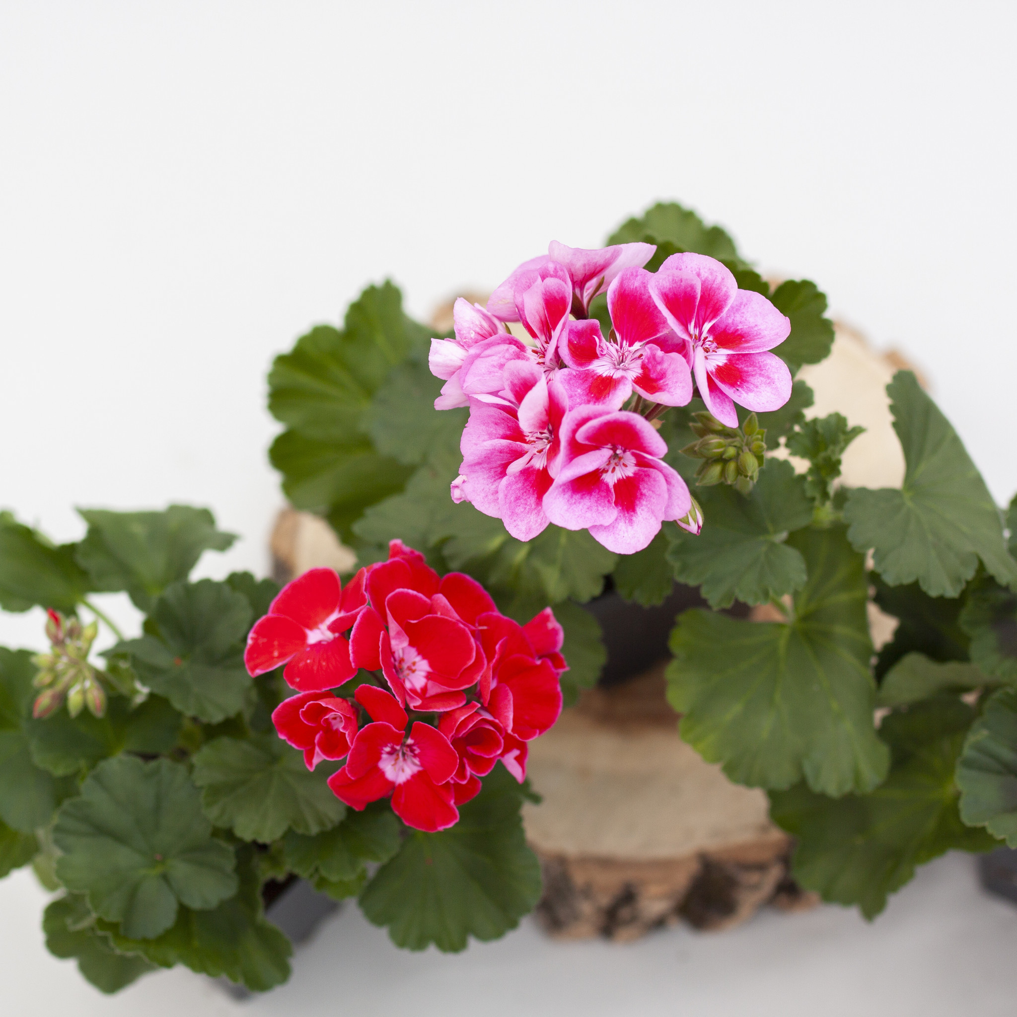 Geranium Zonal